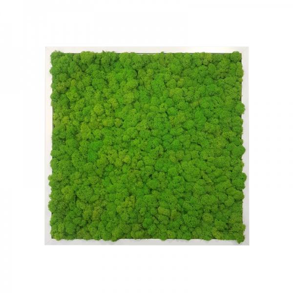 Painting - Wall Art made of spring green reindeer moss in a 50x50cm white wooden frame